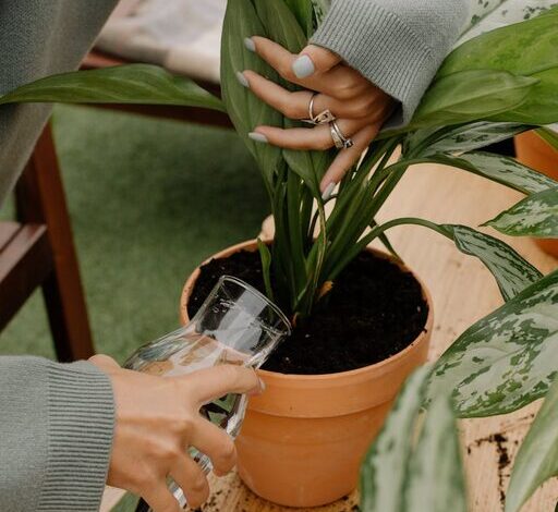 Consejos prácticos para mantener tus plantas de interior saludables y bonitas